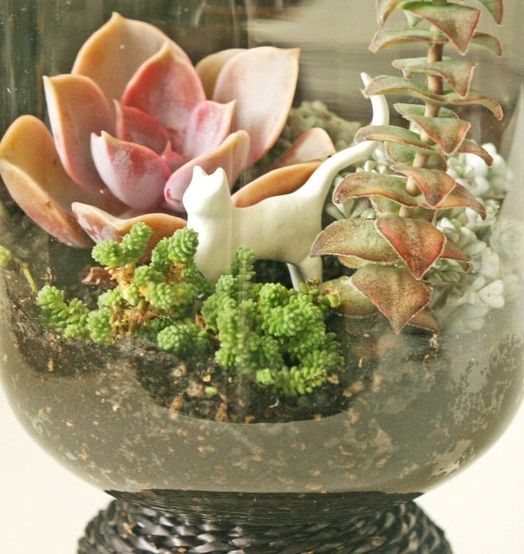Succulent Terrarium · How To Make A Terrarium · Gardening on Cut Out + Keep