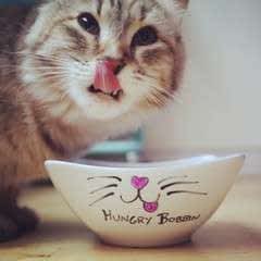 Cattitude Pet Bowl