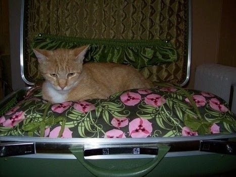 Completed Project: Vintage Suitcase Pet Bed Picture #1