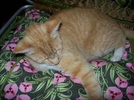 Completed Project: Vintage Suitcase Pet Bed Picture #1