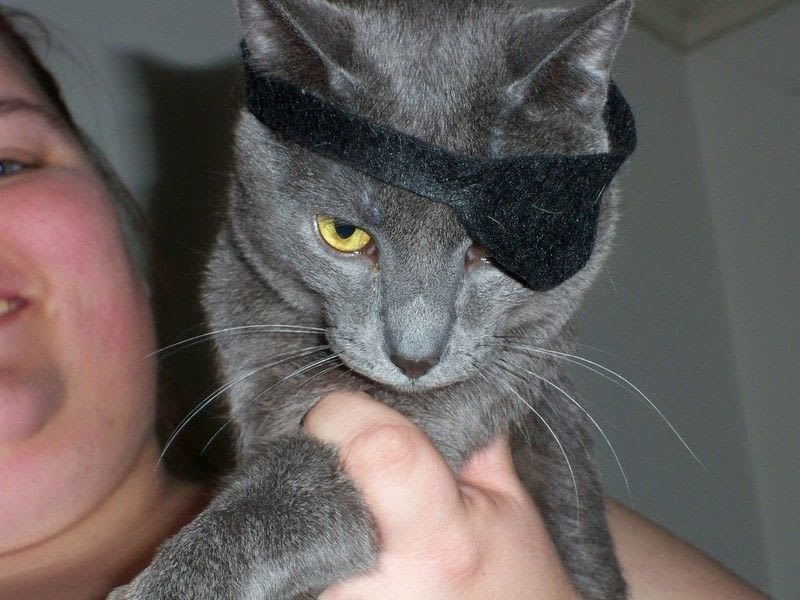 Pirate Kitty Eye Patch · Pet Clothes · Sewing on Cut Out