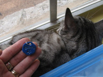 Pet Name Tags