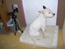 Beds For Doggies