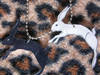 Small_full_hasen02_1214137267