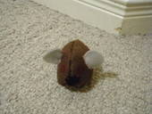 Cat Toy