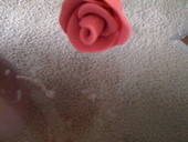 Clay Rose