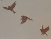 Birdie Wall Decals