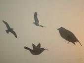 Home Made Wall Decals