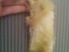 Small_full_foxi_1295631047