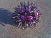 Small_full_sparkleball_1296950663