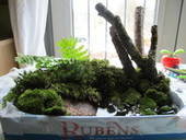 Your Own Miniature Forest In A Crate