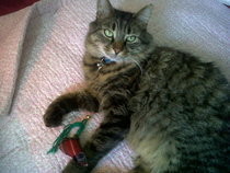 Jingly Cat Toy