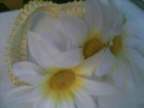 Daisy Headband