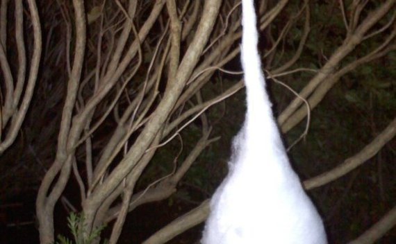 Giant Spider Egg Sac