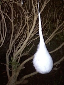 Giant Spider Egg Sac