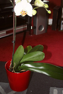 How To Gok Your Orchids