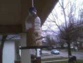 Going To The Birds