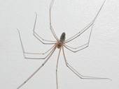 Spider Graphy