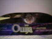 Ratties 