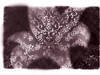 Small_full_lily_1300142466