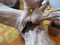 Driftwood Planter