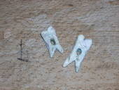 Banderbear Teeth