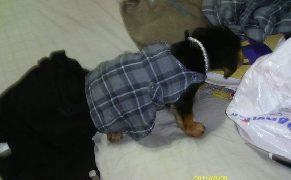 Cute Dog Clothes