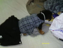 Cute Dog Clothes