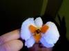 Small_full_photo_on_2011-04-04_at_20.58__2_1301965184
