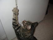 Kitty Kat Toys