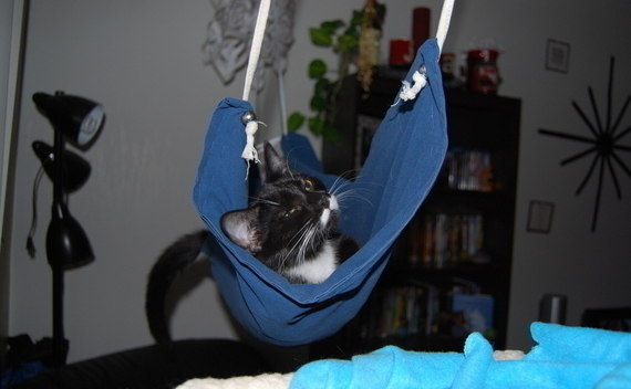 Cat Hammock