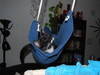 Cat Hammock