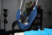 Cat Hammock