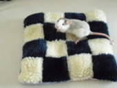 Rat / Pet Pillow