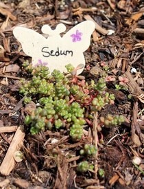 Garden Markers On The Cheap