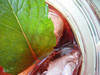 Iced Tea With Rose And Herbs