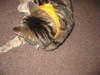 Kitty Hankie