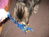 Kitty Kat Toy Two