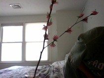 Tissue Paper Blossoms 