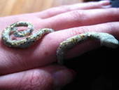 Snake Ring
