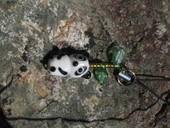 Panda Phone Charm