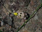 Piggy Phone Charm