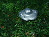 Small_full_p6120786_1307885972