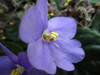 Small_full_violet10_1308079871