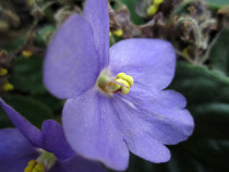 African Violet Cuttings
