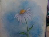 A Daisy.