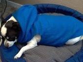 Dog Fleece Hoodie