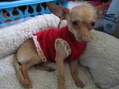 Cute Doggy Sweater