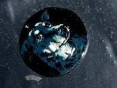 Dogtag Doggie Portrait