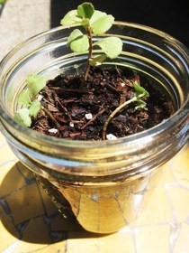 How To Transplant Your Favorite Cutting